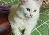 Odd eye persian cat female