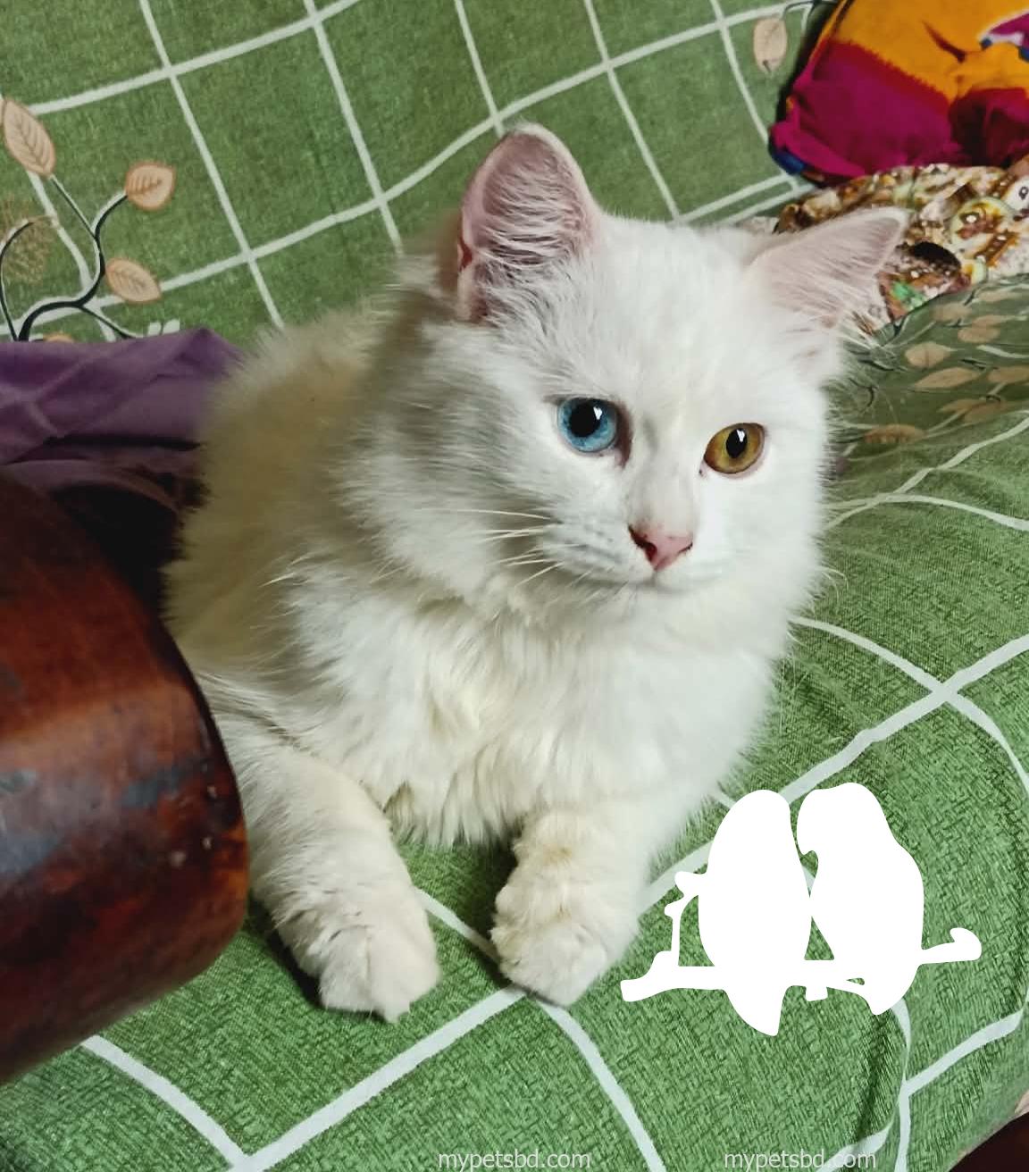 Odd eye persian cat female