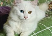 Odd eye persian cat female