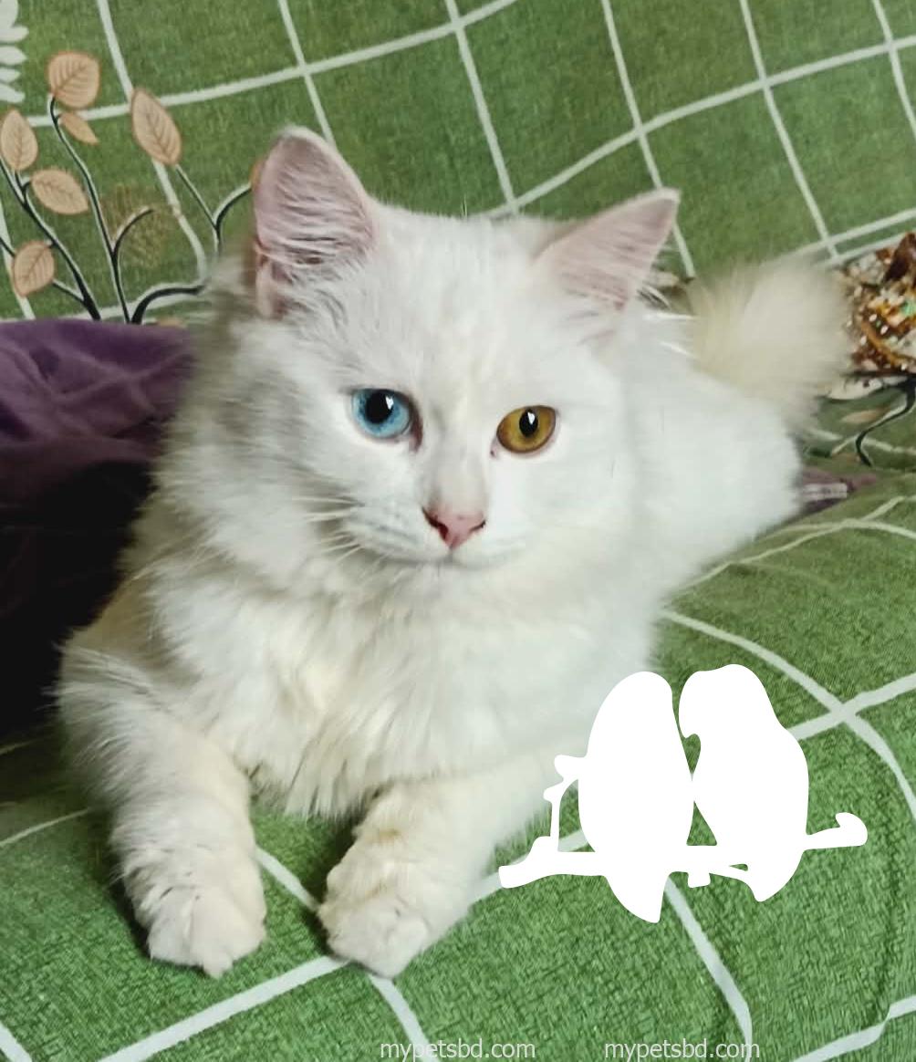 Odd eye persian cat female