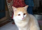 Persian mix Cat