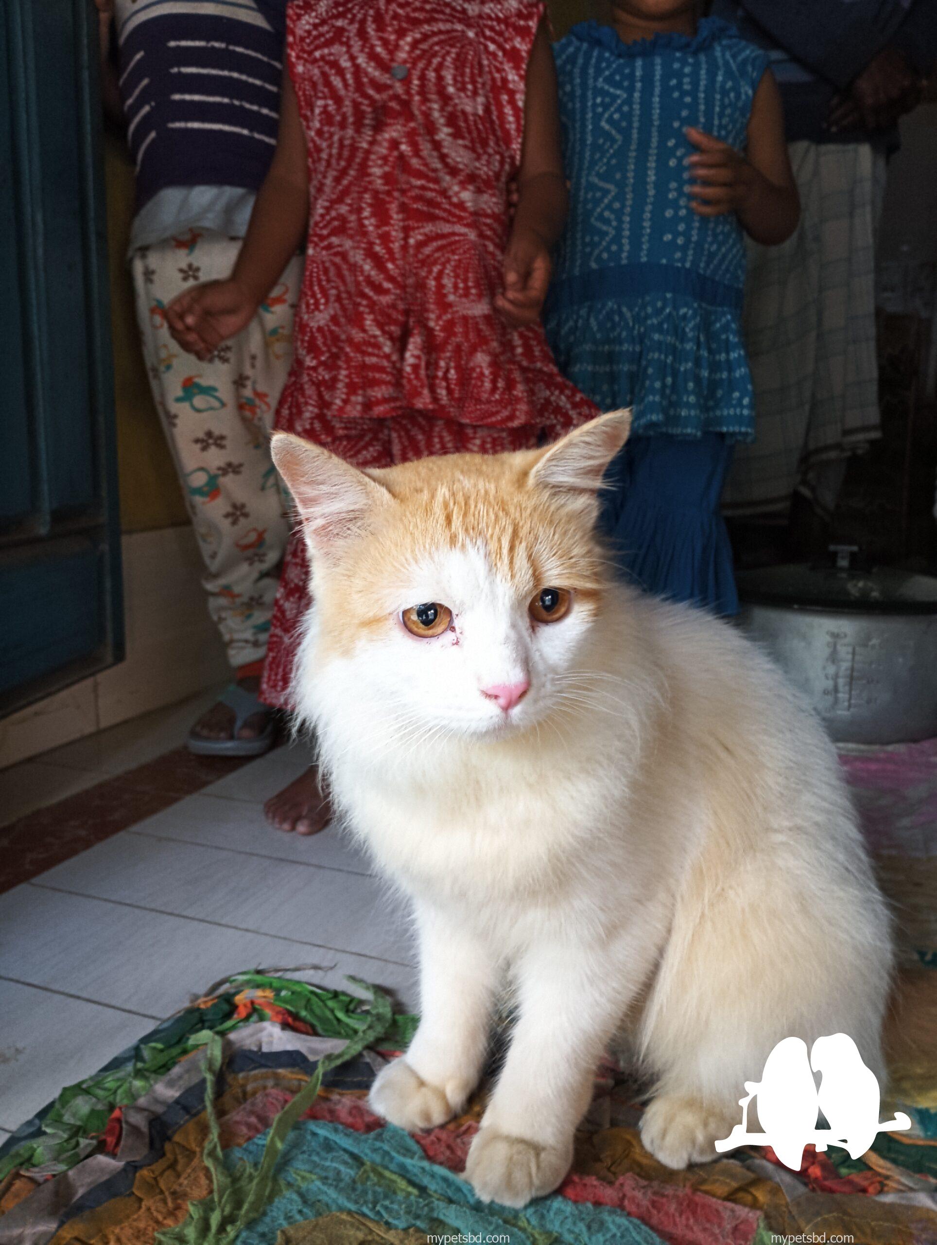 Persian mix Cat