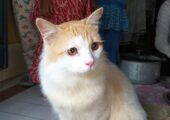 Persian mix Cat