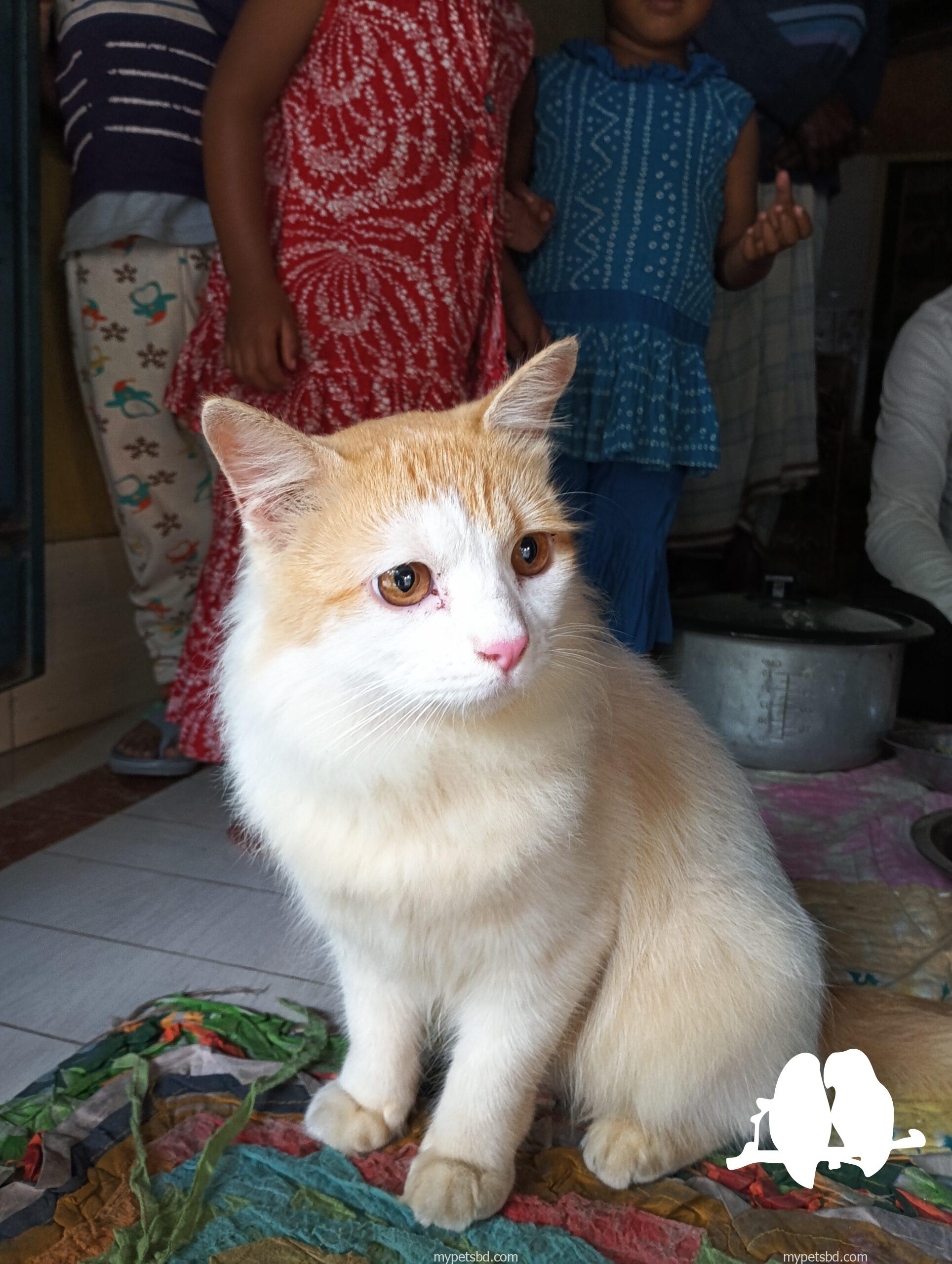 Persian mix Cat