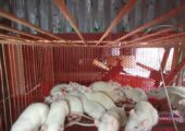Albino Rats- বিলাতি ইঁদুর। Experimental rat.