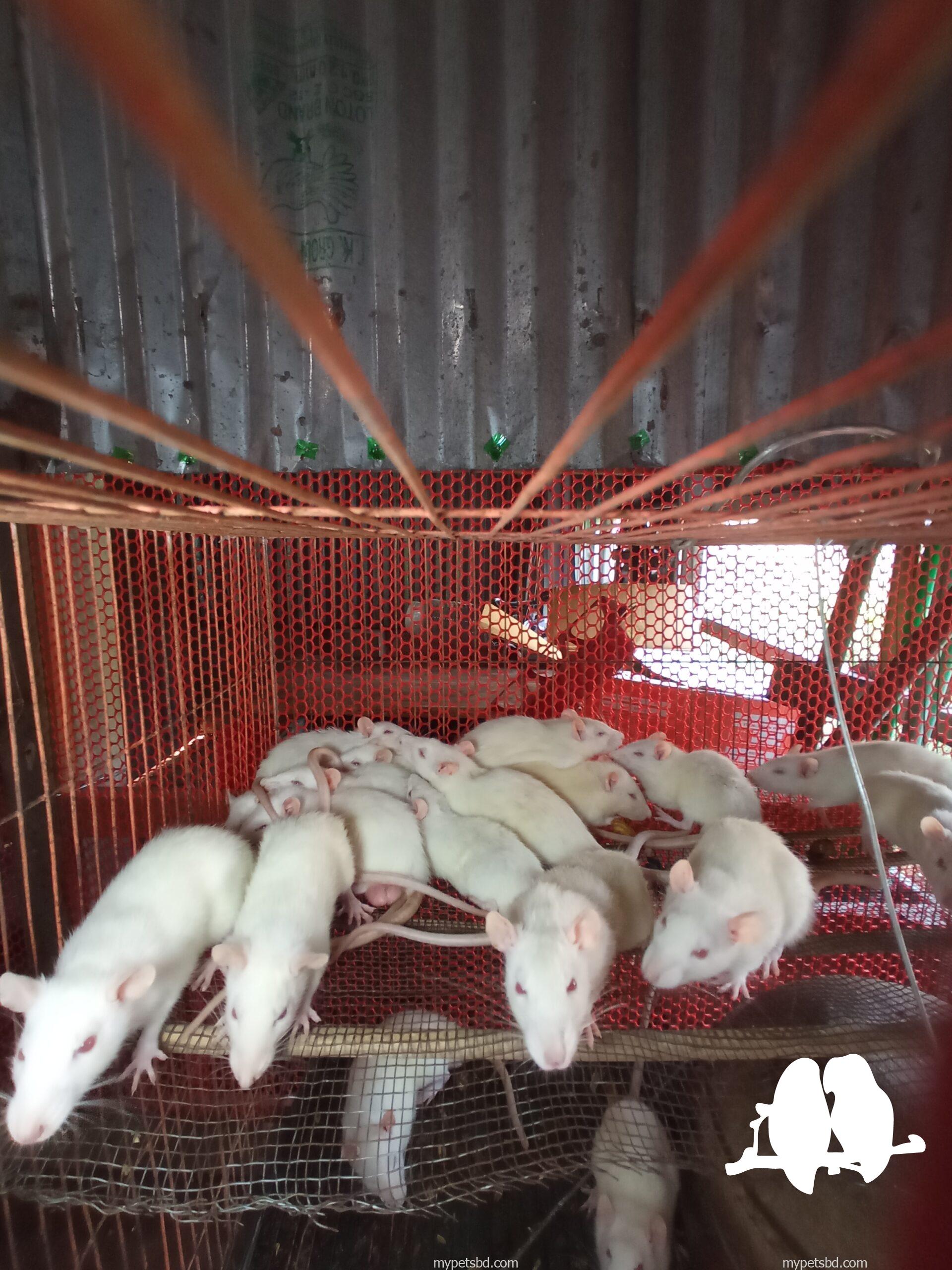 Albino Rats- বিলাতি ইঁদুর। Experimental rat.