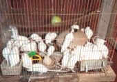 Albino Rats- বিলাতি ইঁদুর। Experimental rat.