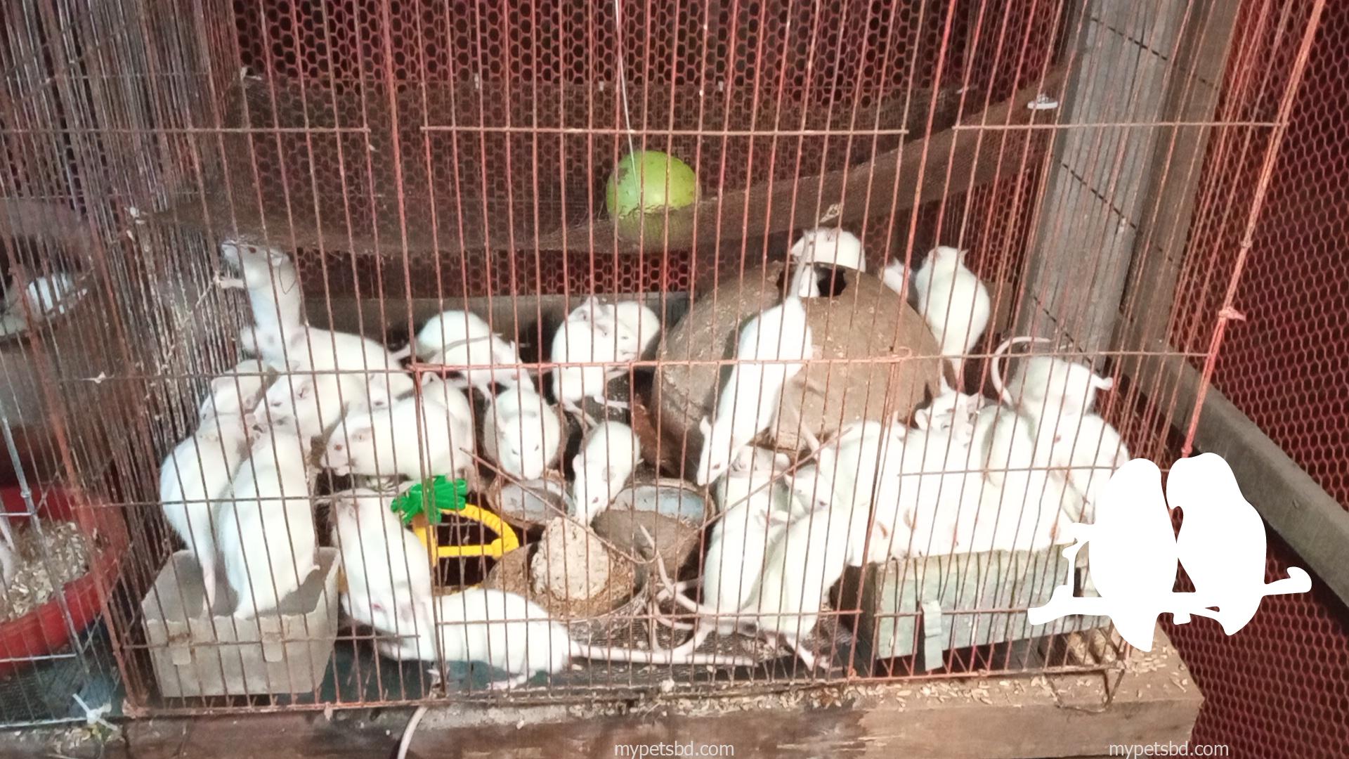 Albino Rats- বিলাতি ইঁদুর। Experimental rat.