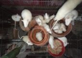 Albino Rats- বিলাতি ইঁদুর। Experimental rat.