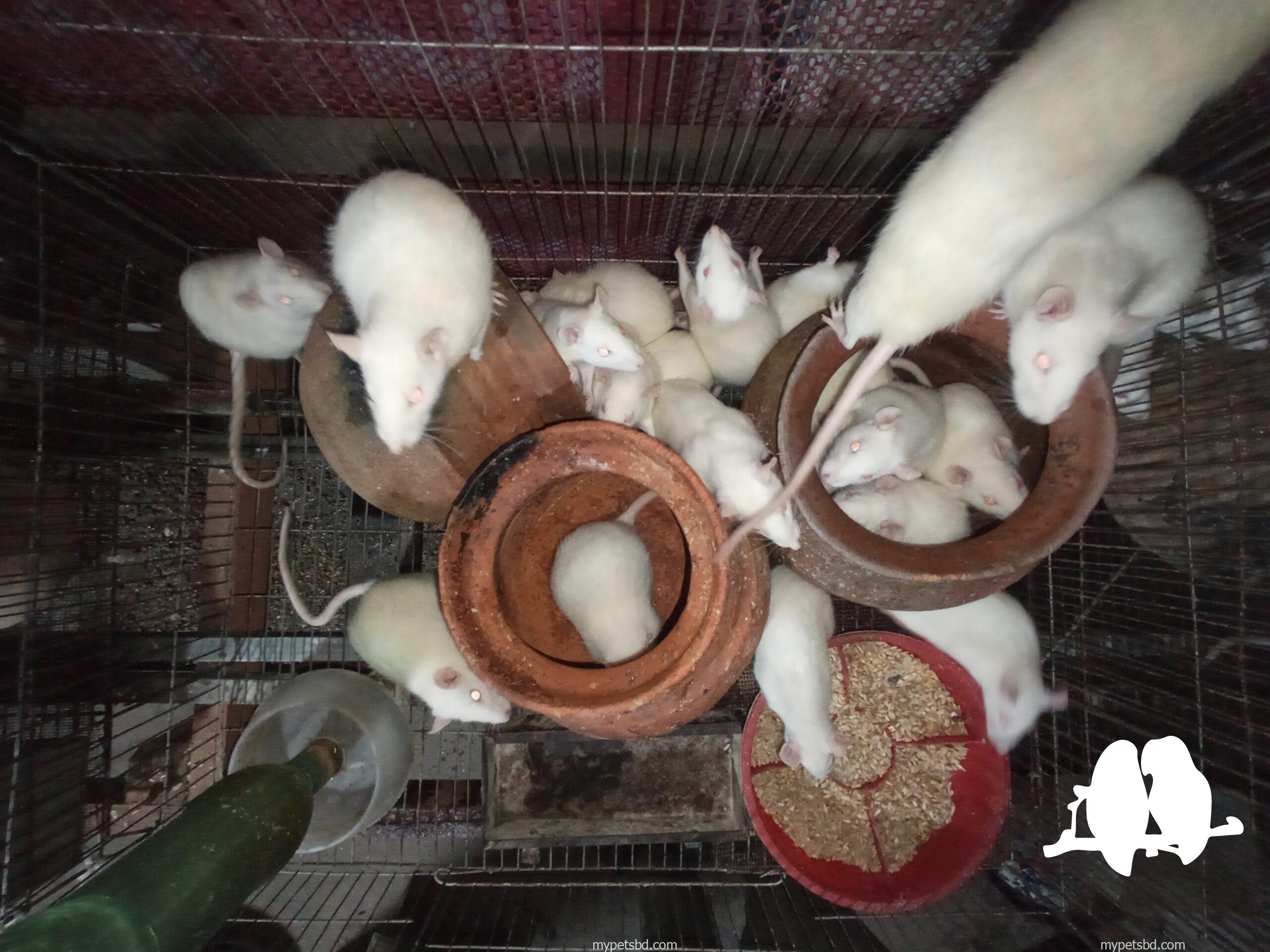 Albino Rats- বিলাতি ইঁদুর। Experimental rat.