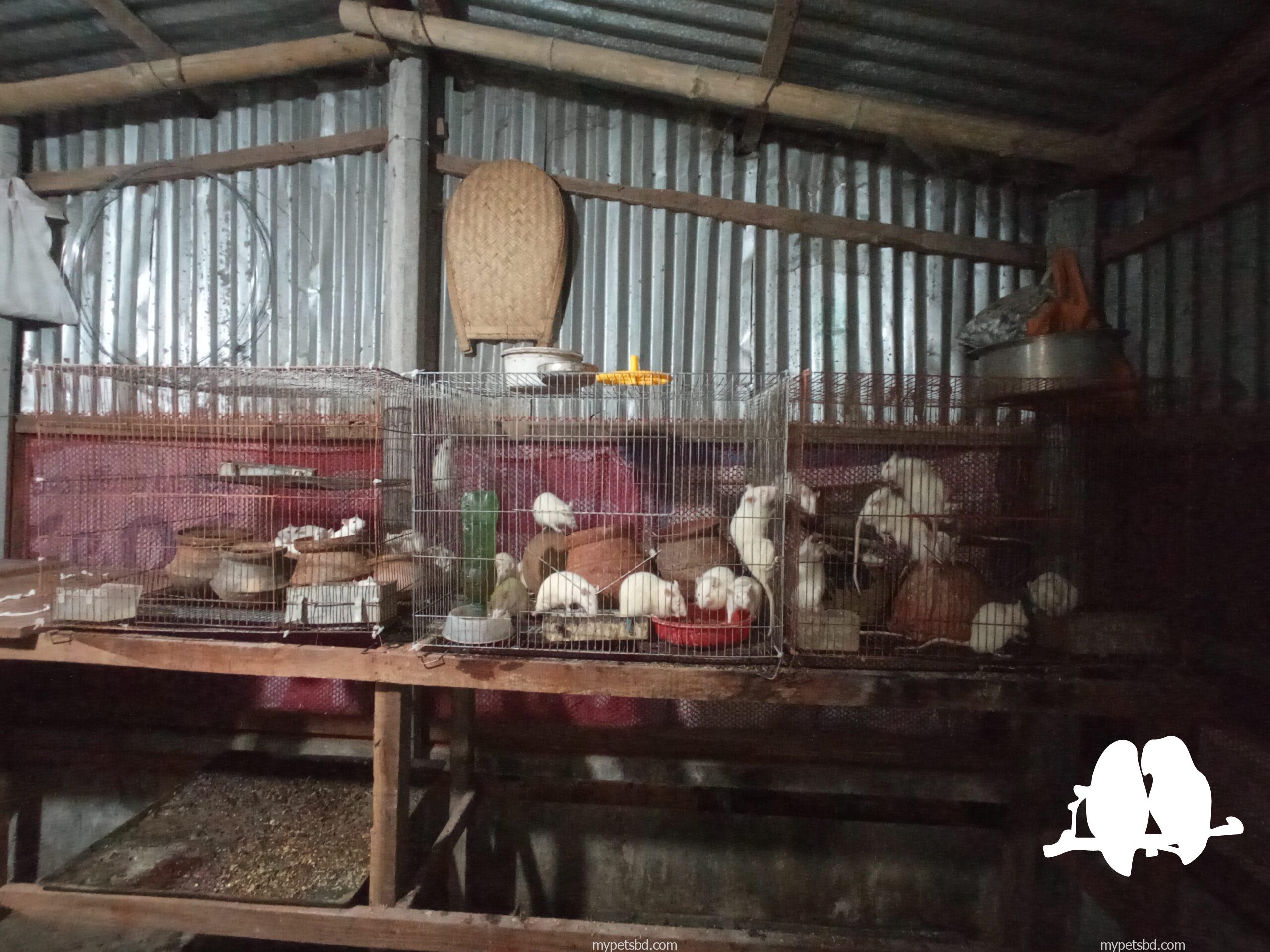 Albino Rats- বিলাতি ইঁদুর। Experimental rat.