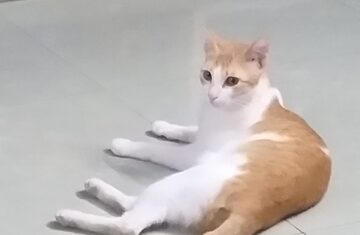 cat-adoption-1