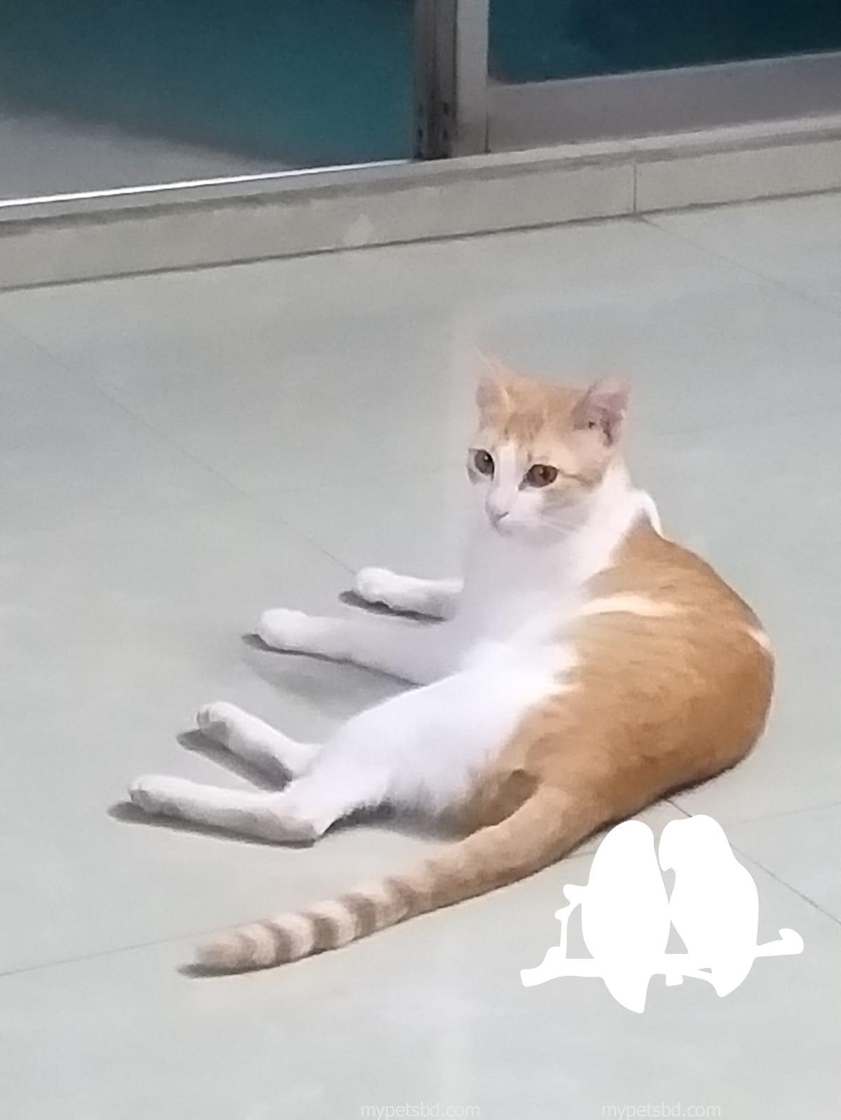 জরুরি Adoption: ৩ বছর বয়সী সুস্থ দেশি বিড়াল