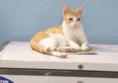 জরুরি Adoption: ৩ বছর বয়সী সুস্থ দেশি বিড়াল