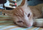 Around 3 Months Old Mixbreed Male Cat For sale