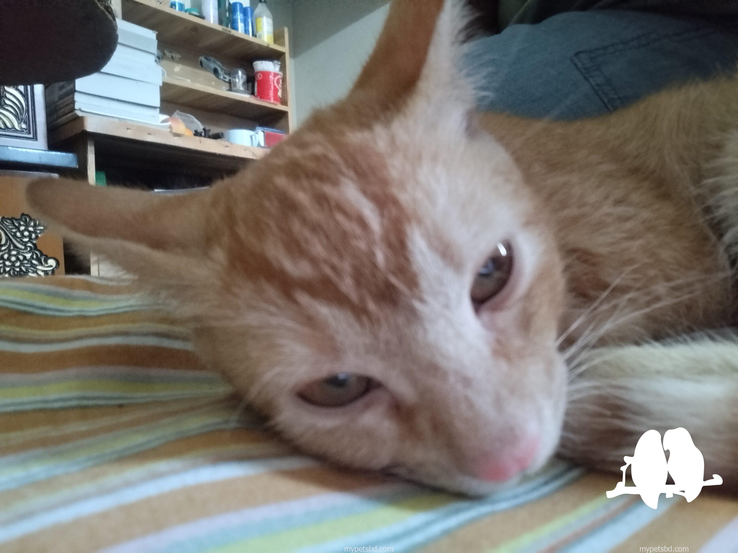 Around 3 Months Old Mixbreed Male Cat For sale