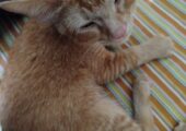 Around 3 Months Old Mixbreed Male Cat For sale