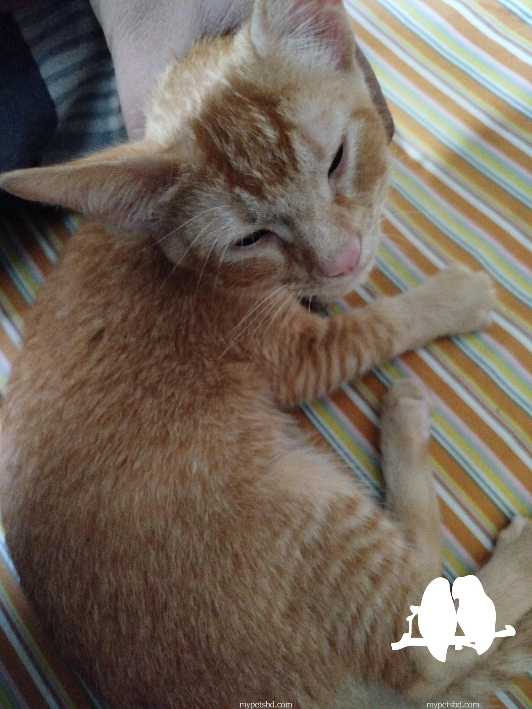 Around 3 Months Old Mixbreed Male Cat For sale