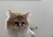 Femele persian cat.  Well maintained and potty trained