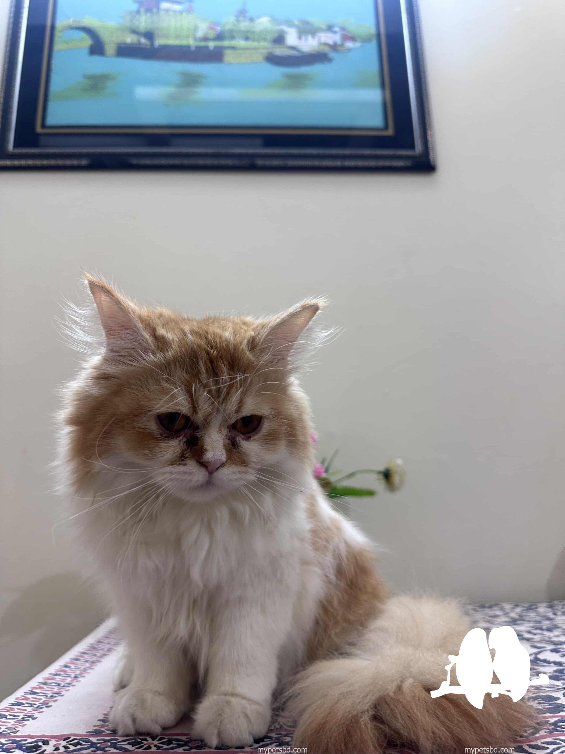 Femele persian cat.  Well maintained and potty trained