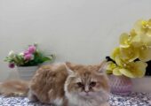 Femele persian cat.  Well maintained and potty trained