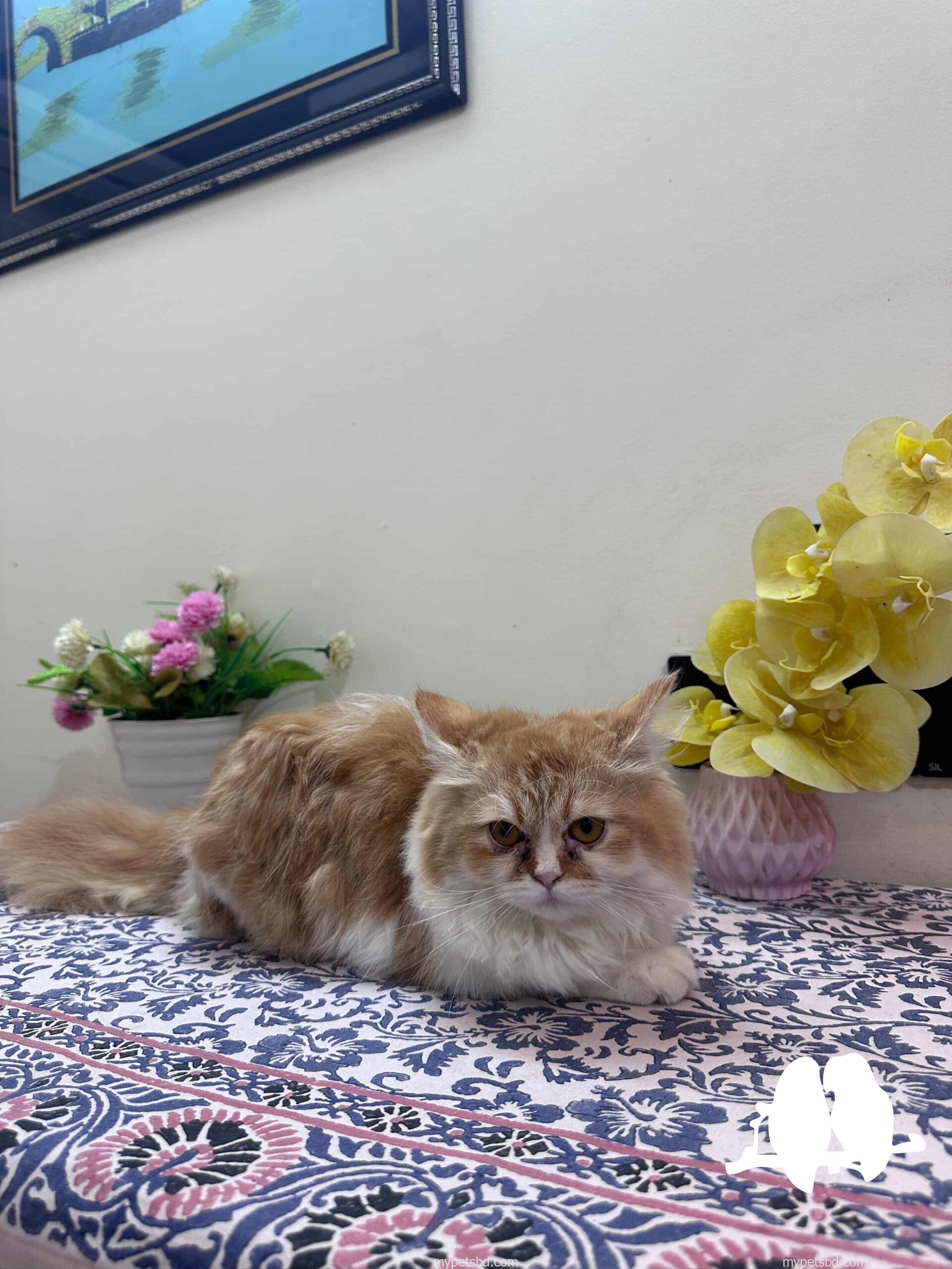 Femele persian cat.  Well maintained and potty trained