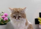 Femele persian cat.  Well maintained and potty trained