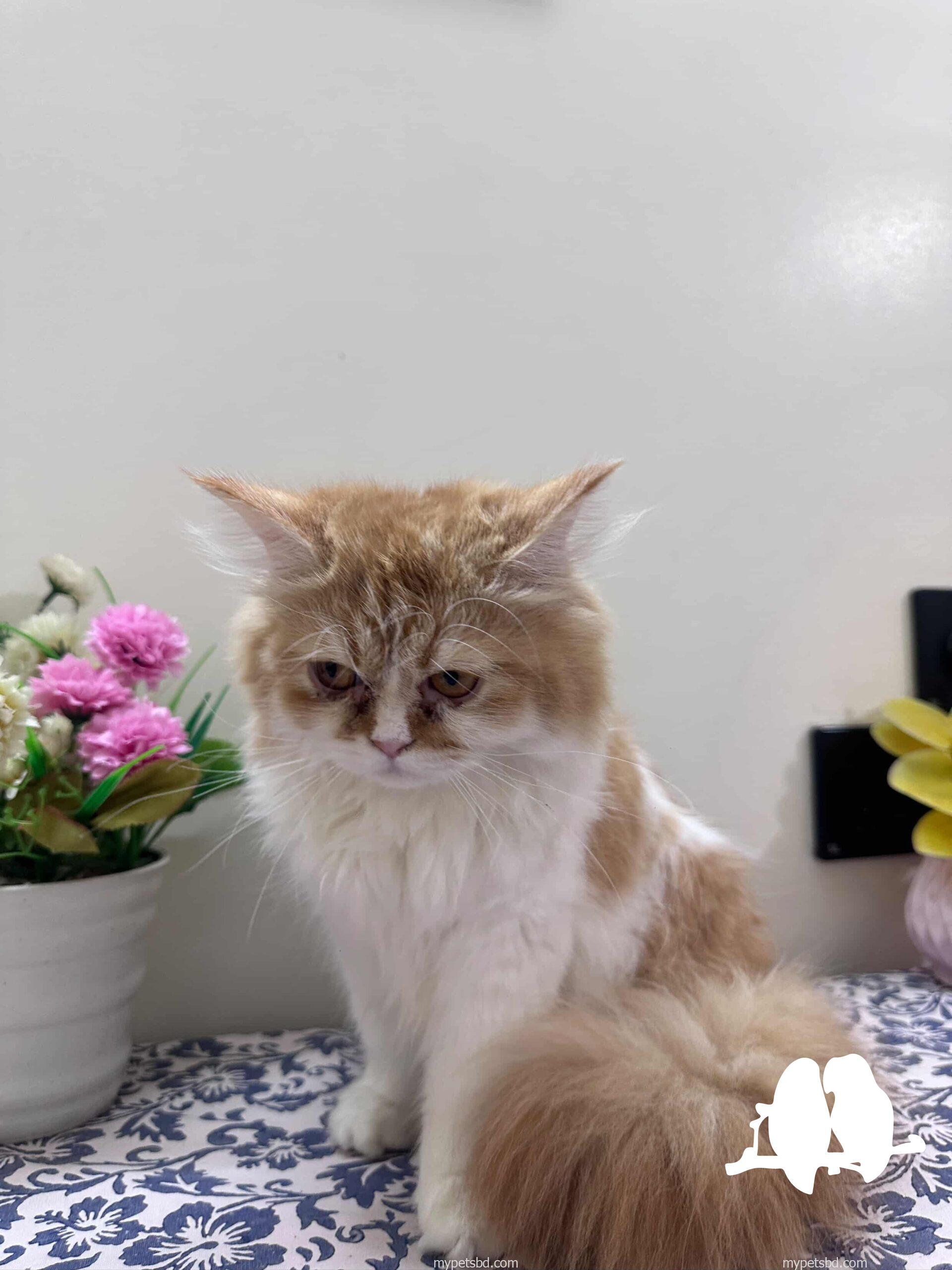 Femele persian cat.  Well maintained and potty trained