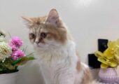 Femele persian cat.  Well maintained and potty trained
