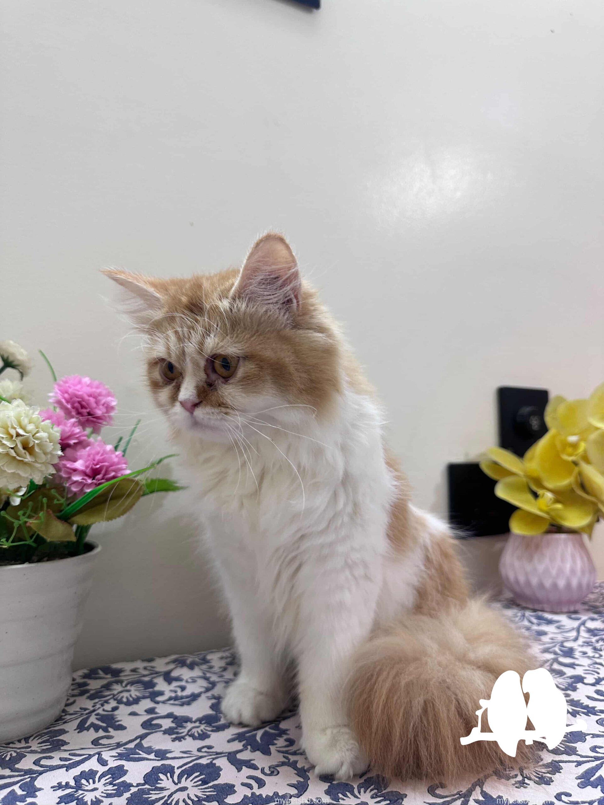 Femele persian cat.  Well maintained and potty trained