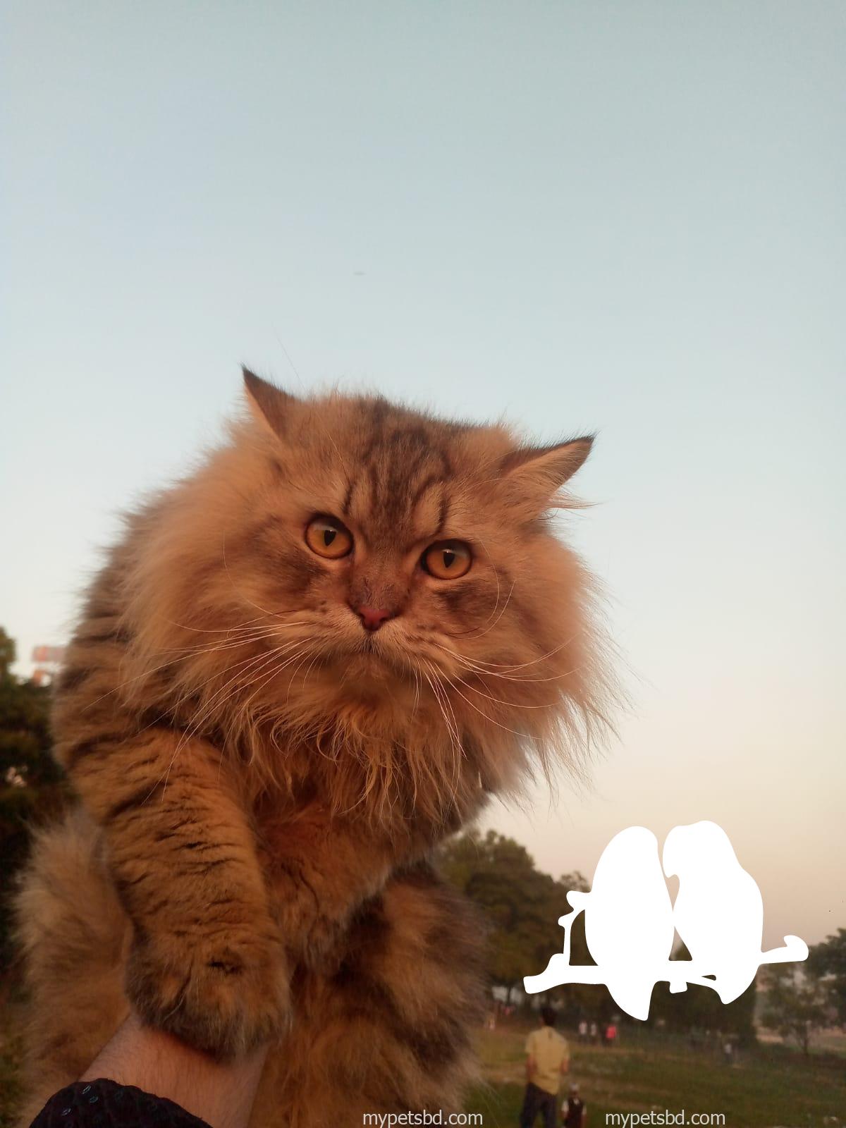 Siberian cat Male.