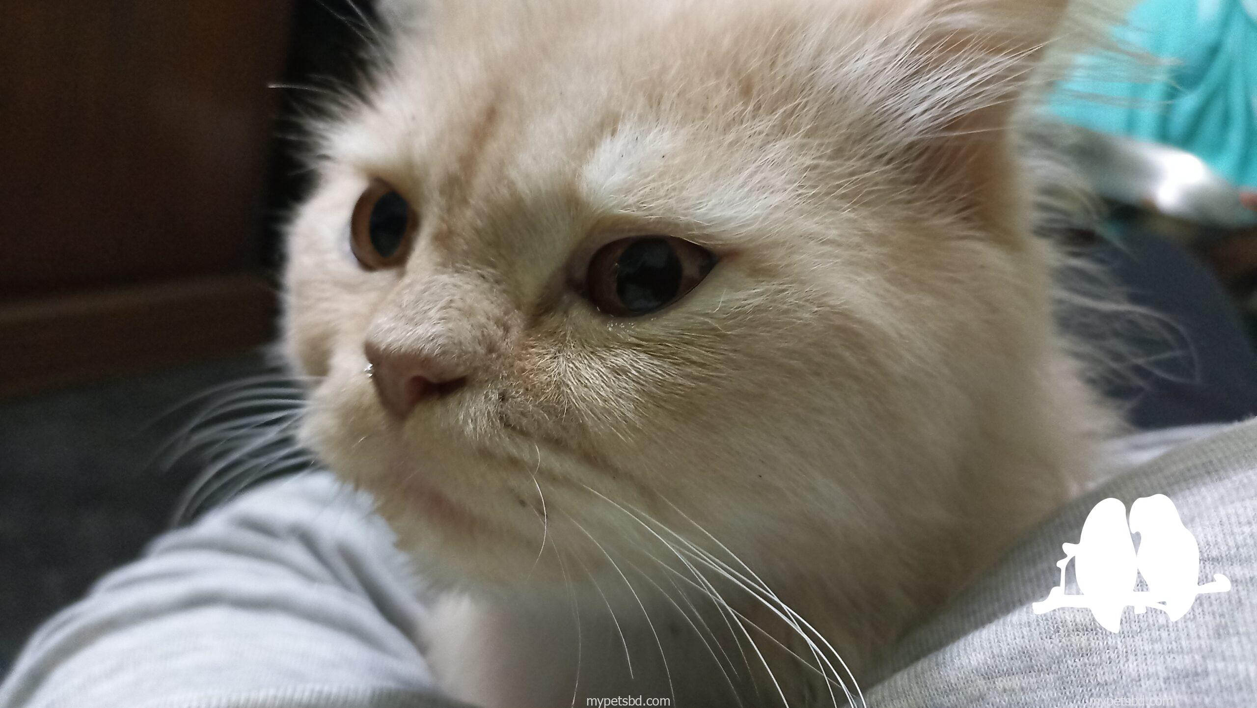 Persian male cat urgent sell