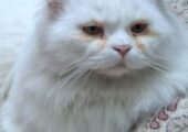 Beautiful fluffy white persian cat for sale..