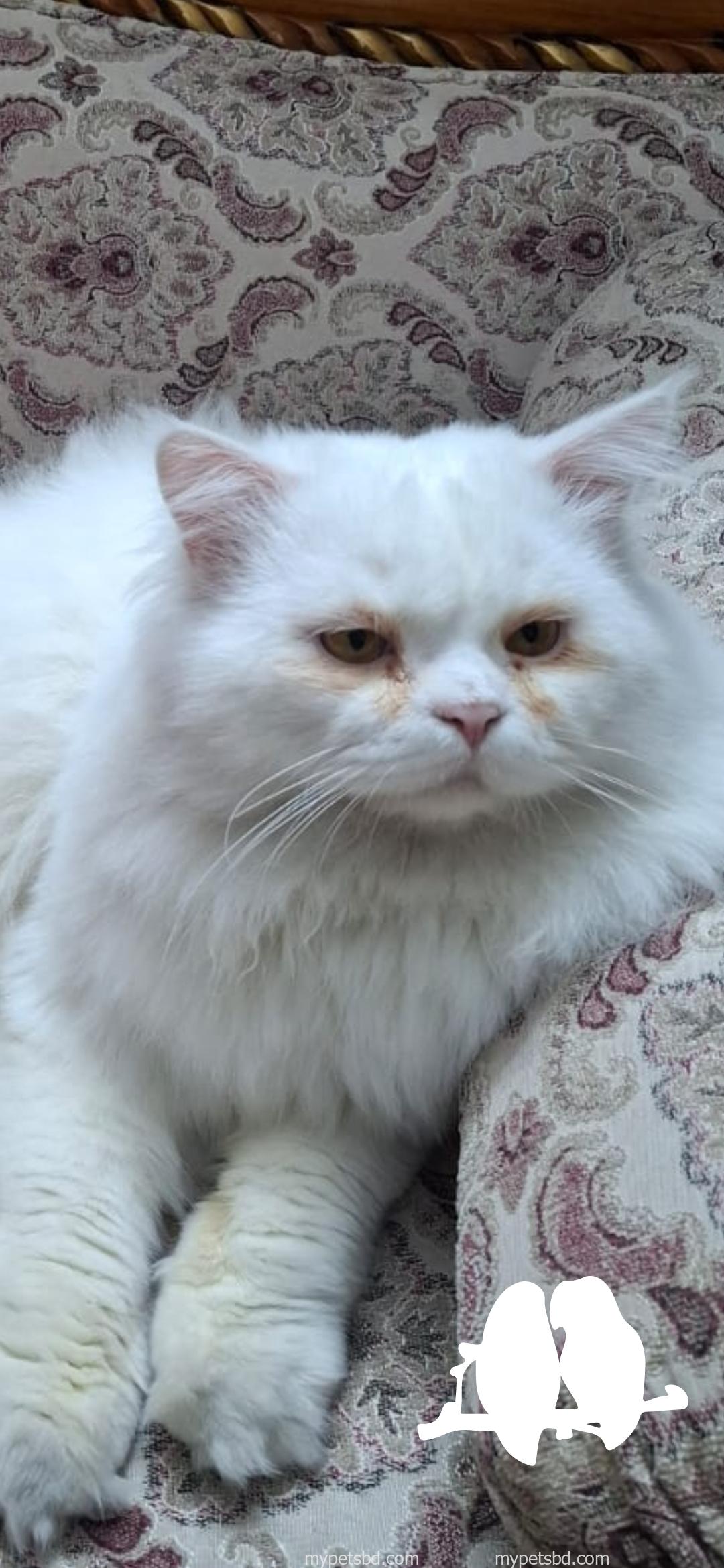 Beautiful fluffy white persian cat for sale..