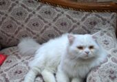 Beautiful fluffy white persian cat for sale..