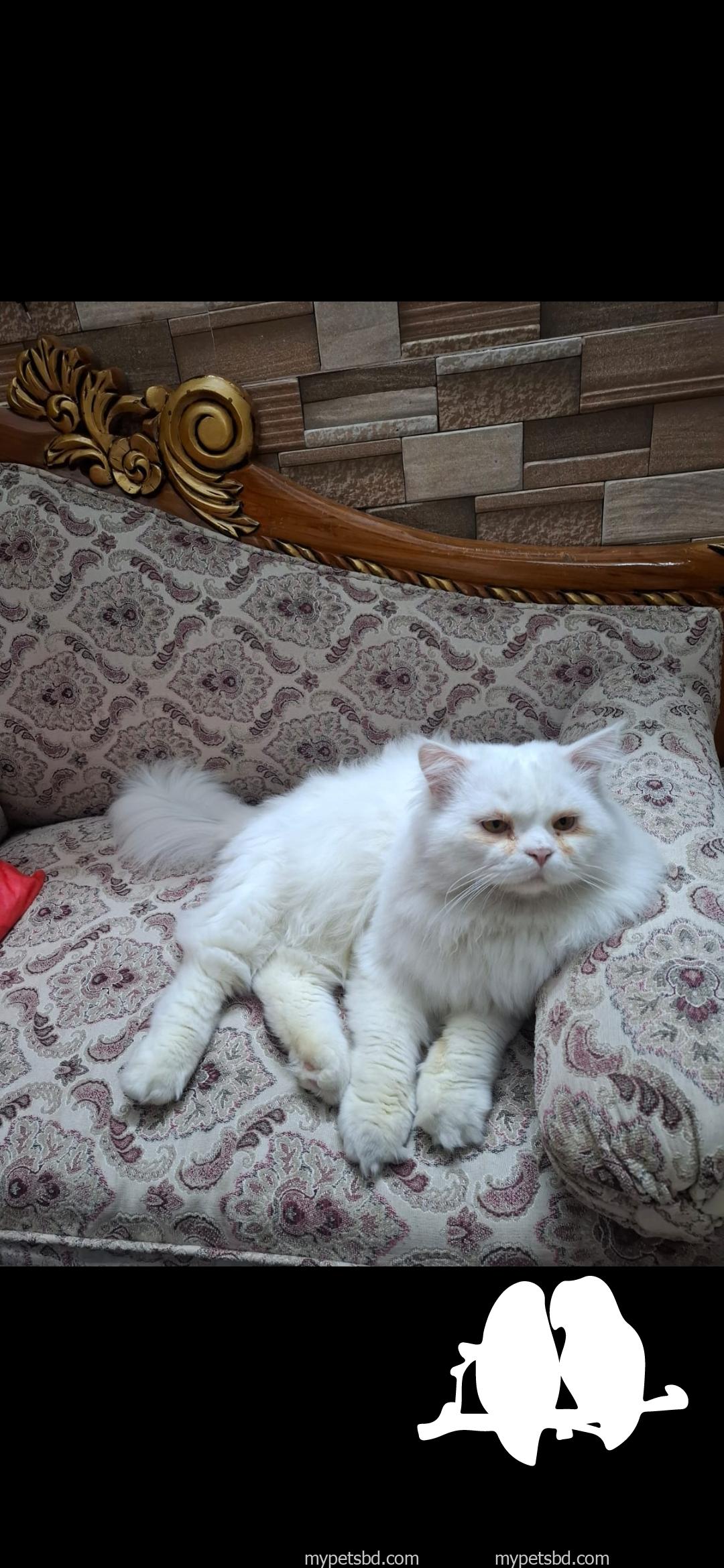 Beautiful fluffy white persian cat for sale..