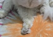 Beautiful fluffy white persian cat for sale..