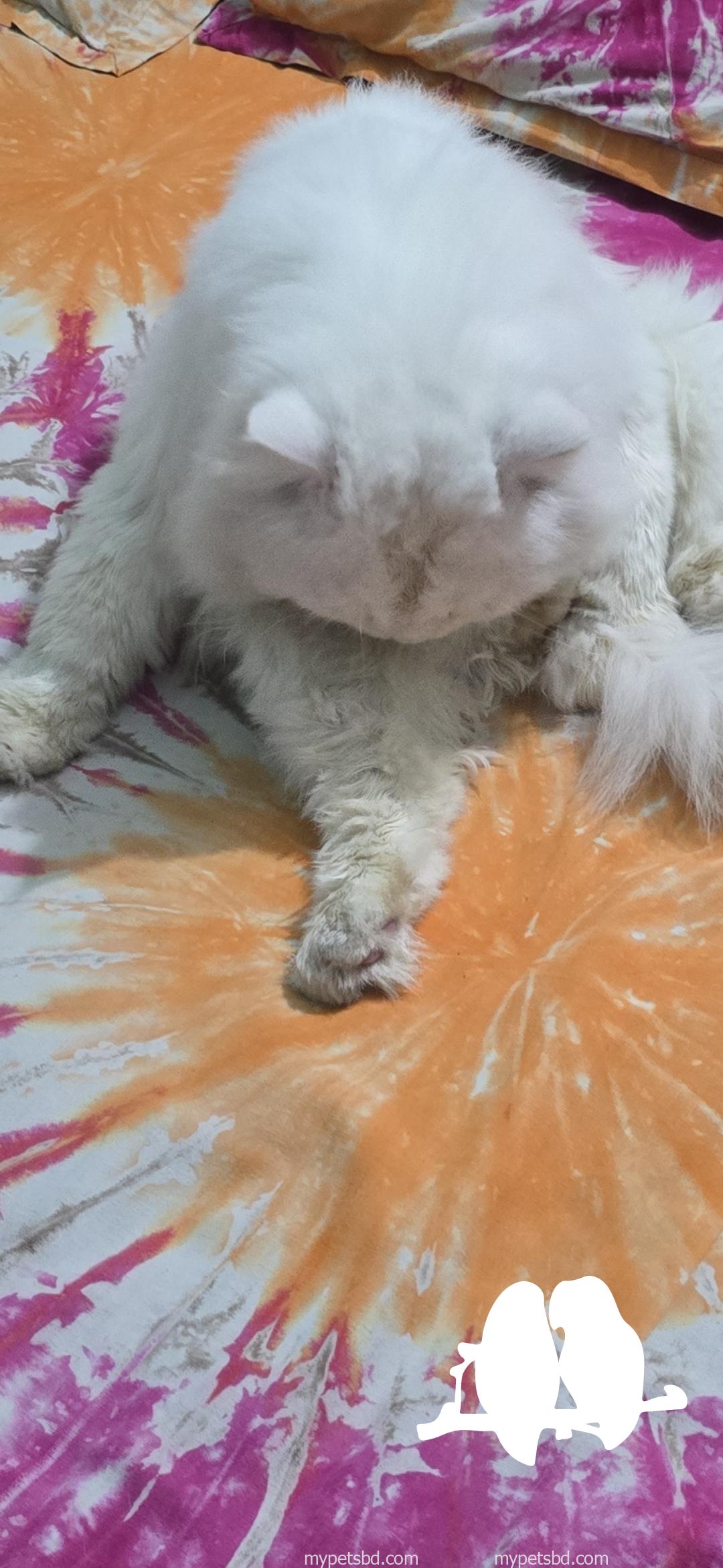 Beautiful fluffy white persian cat for sale..