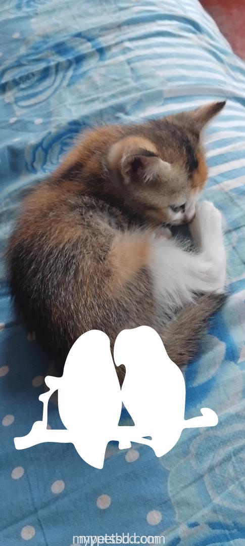 Adorable Persian mix kitten looking for a loving home! (1.5 month)