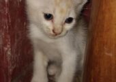 Adorable Persian mix kitten looking for a loving home! (1.5 month)