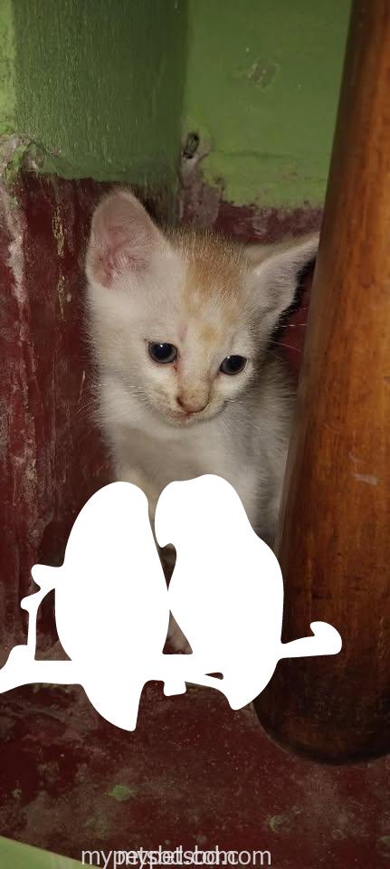 Adorable Persian mix kitten looking for a loving home! (1.5 month)