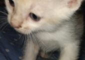Adorable Persian mix kitten looking for a loving home! (1.5 month)