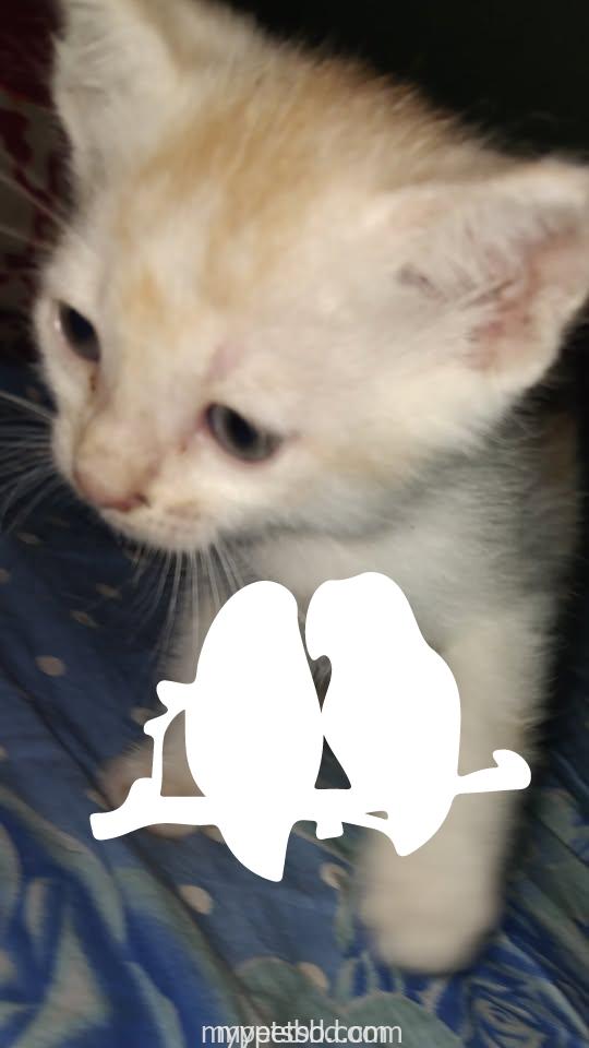 Adorable Persian mix kitten looking for a loving home! (1.5 month)