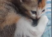 Adorable Persian mix kitten looking for a loving home! (1.5 month)