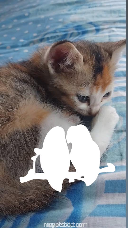 Adorable Persian mix kitten looking for a loving home! (1.5 month)