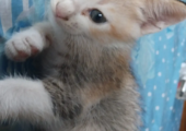 Adorable Persian mix kitten looking for a loving home! (1.5 month)