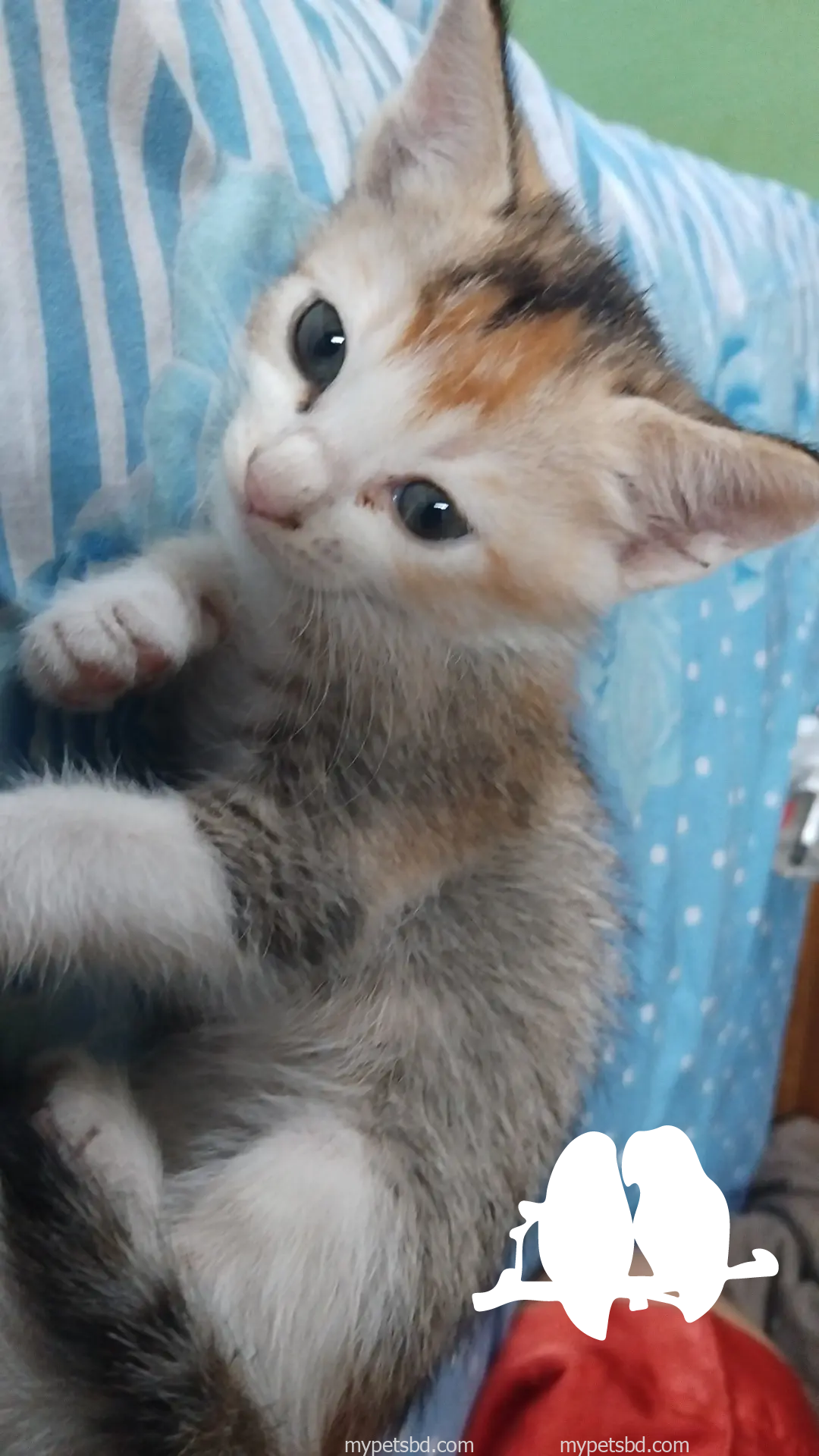 Adorable Persian mix kitten looking for a loving home! (1.5 month)