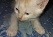 Adorable Persian mix kitten looking for a loving home! (1.5 month)