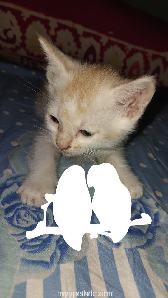 Adorable Persian mix kitten looking for a loving home! (1.5 month)