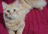 Persian Ginger, male and female available. Age- 9 months,